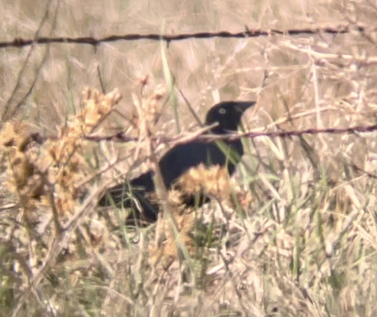 Brewer's Blackbird - ML646947839
