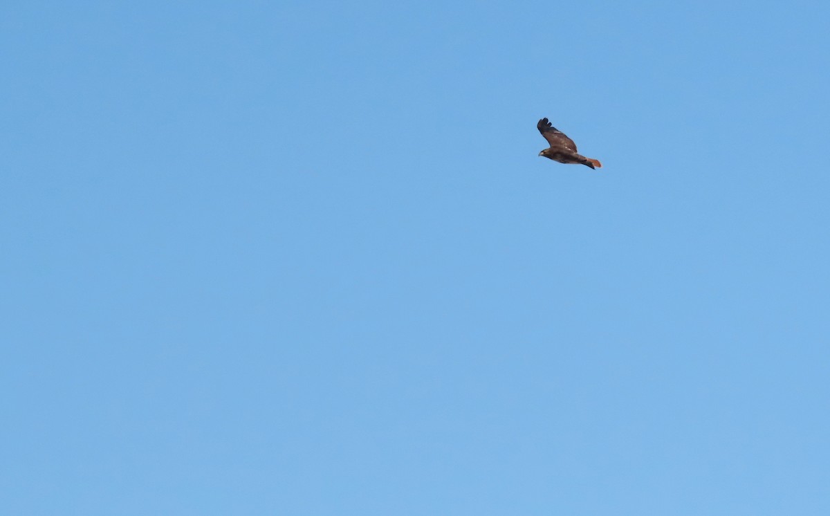 Краснохвостый канюк - ML646947840