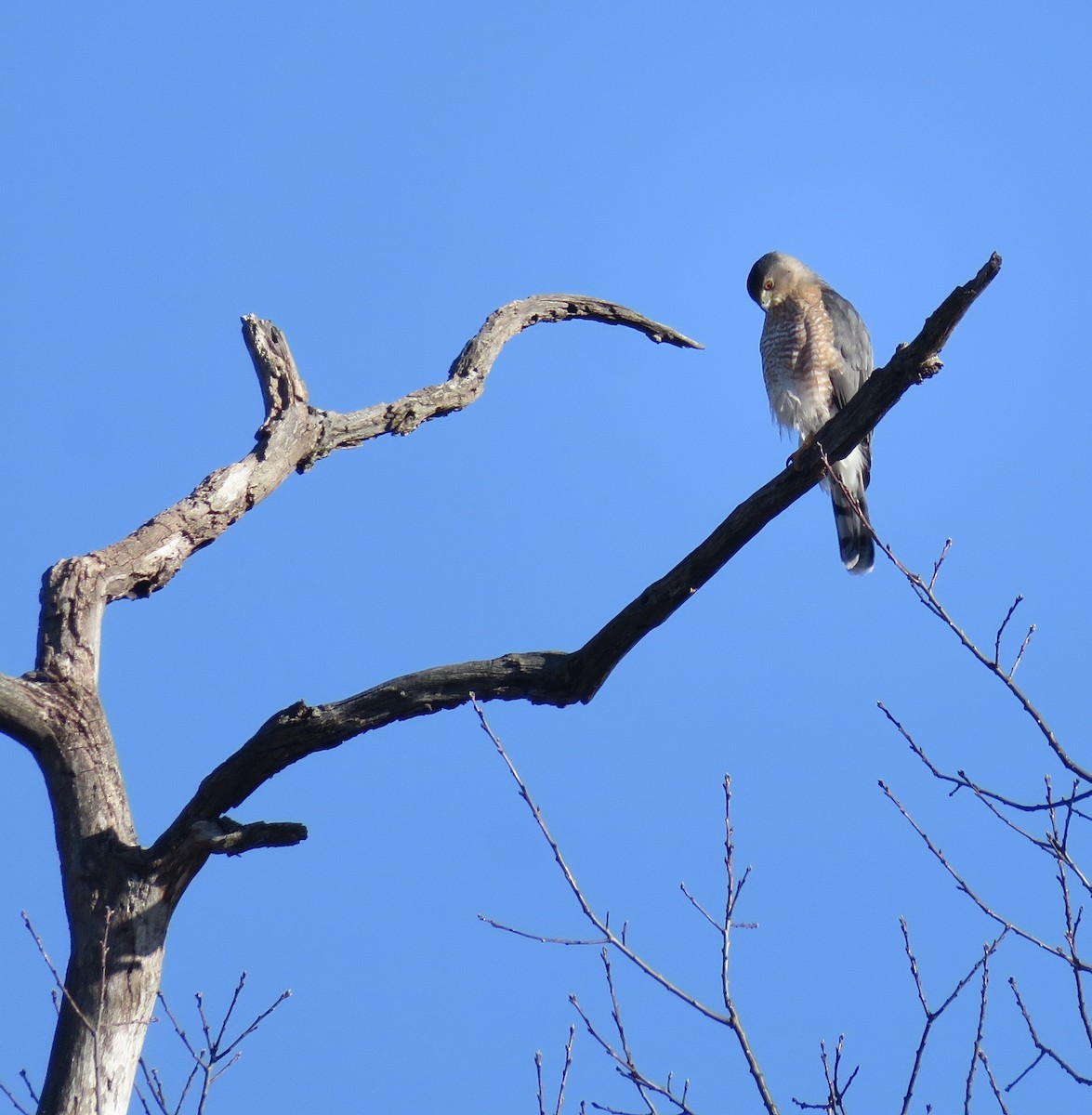 Куперов ястреб - ML646947841