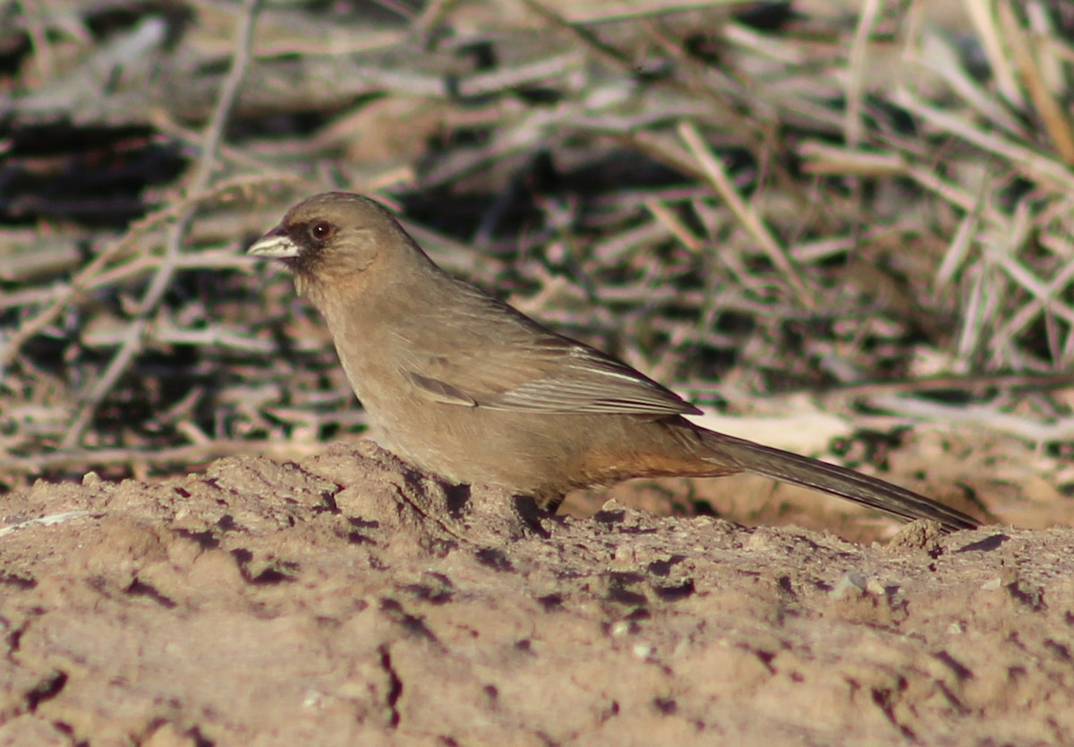 Abert's Towhee - ML646947842