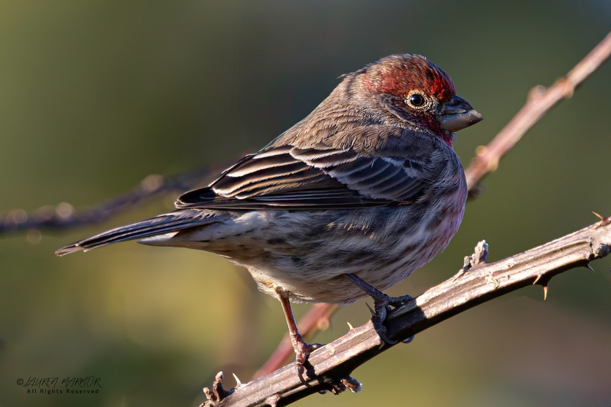 Roselin familier - ML646947843