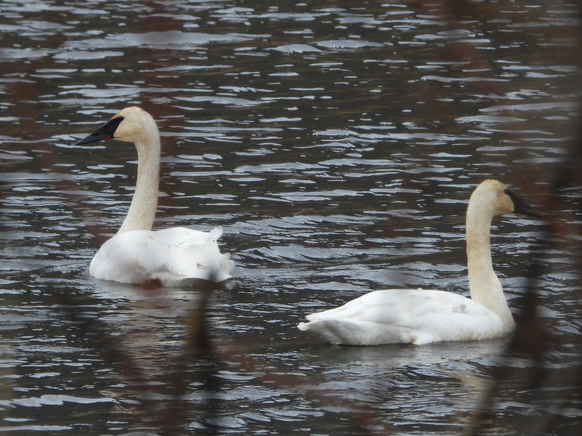 Лебедь-трубач - ML646947844