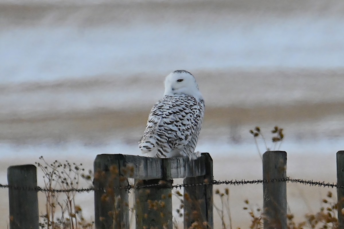 Белая сова - ML646947845