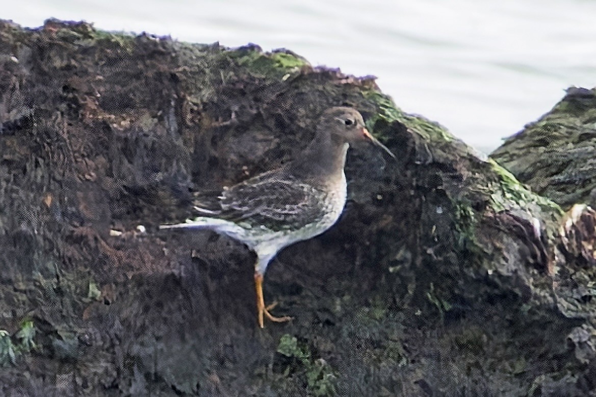 Морской песочник - ML646947846