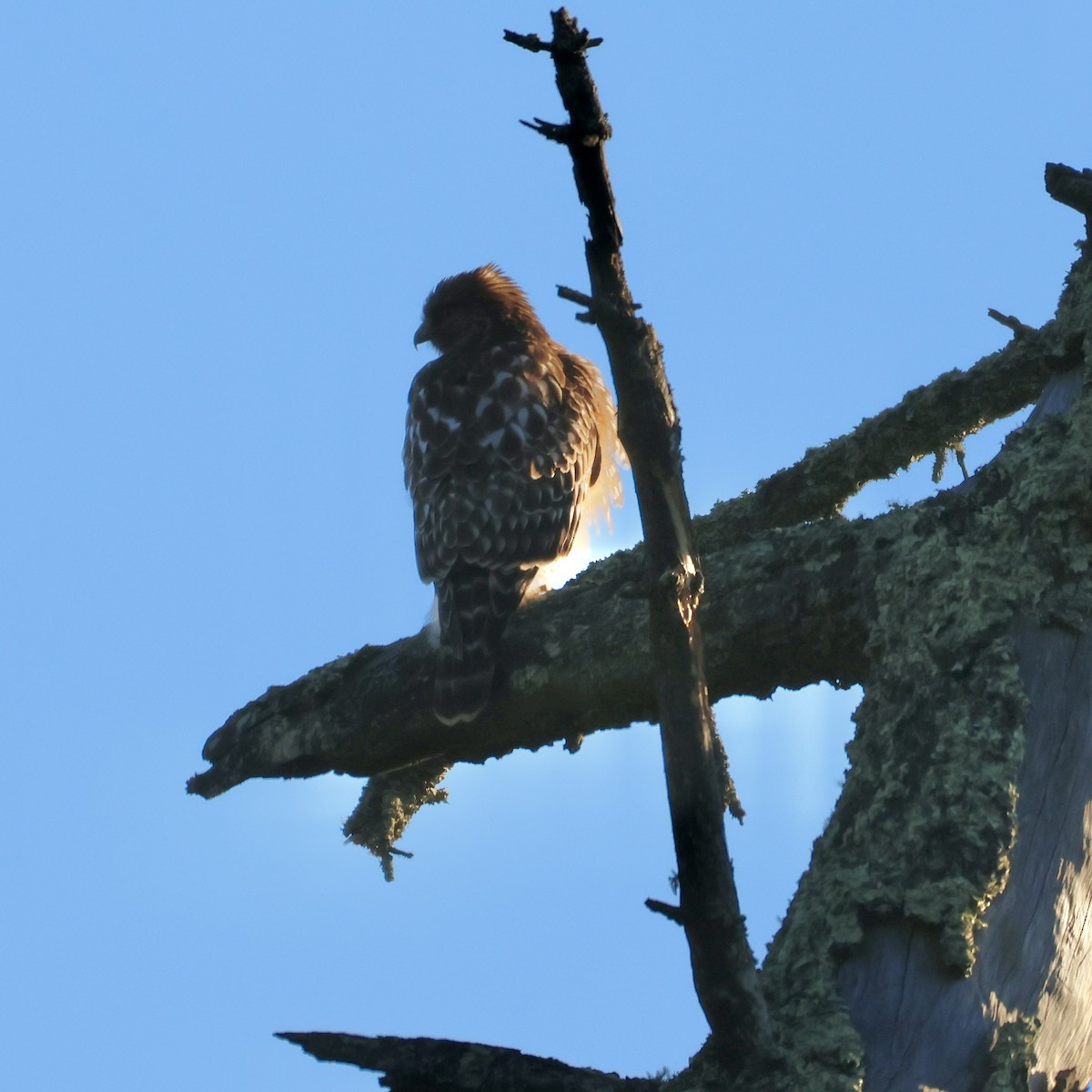 Красноплечий канюк - ML646947847