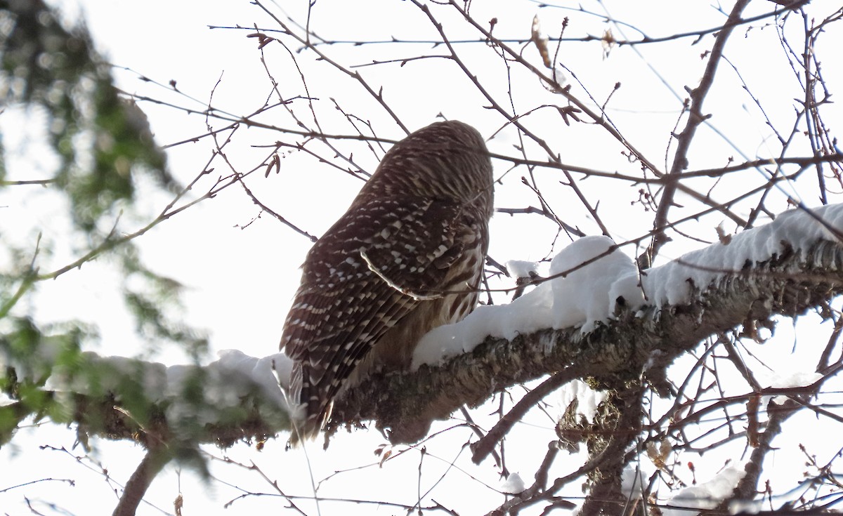 Полосатая неясыть - ML646947848