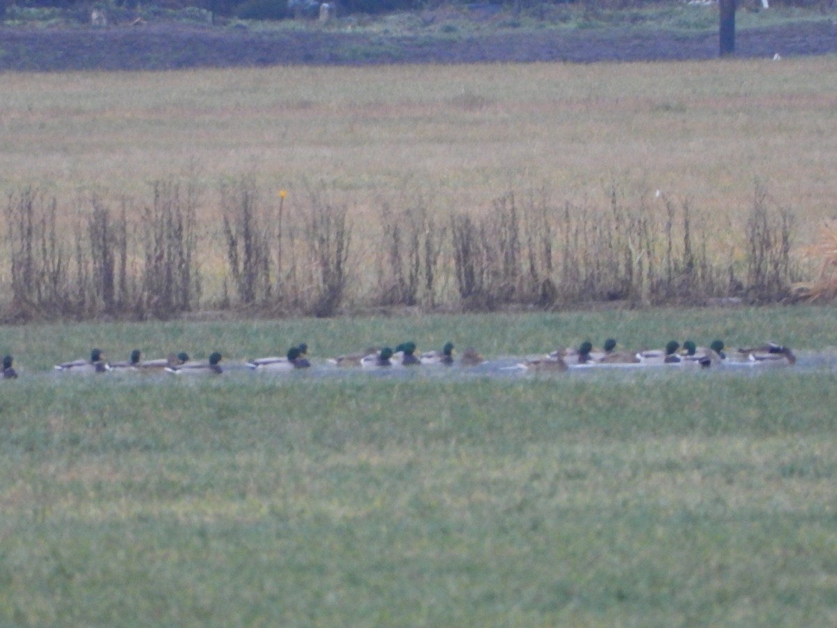 Кряква - ML646947849