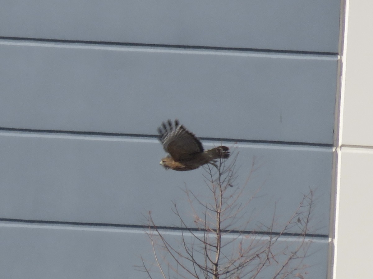 Красноплечий канюк - ML646947850