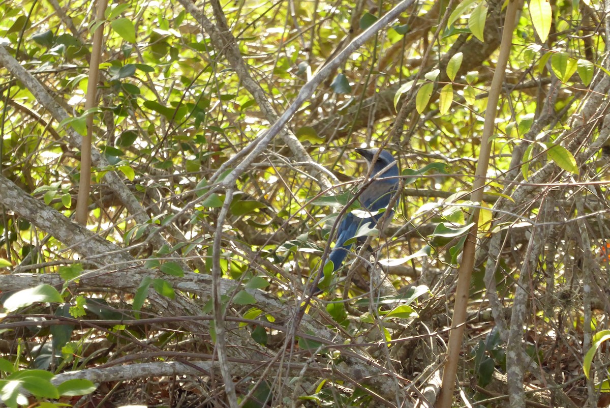 Флоридская сойка - ML646947851