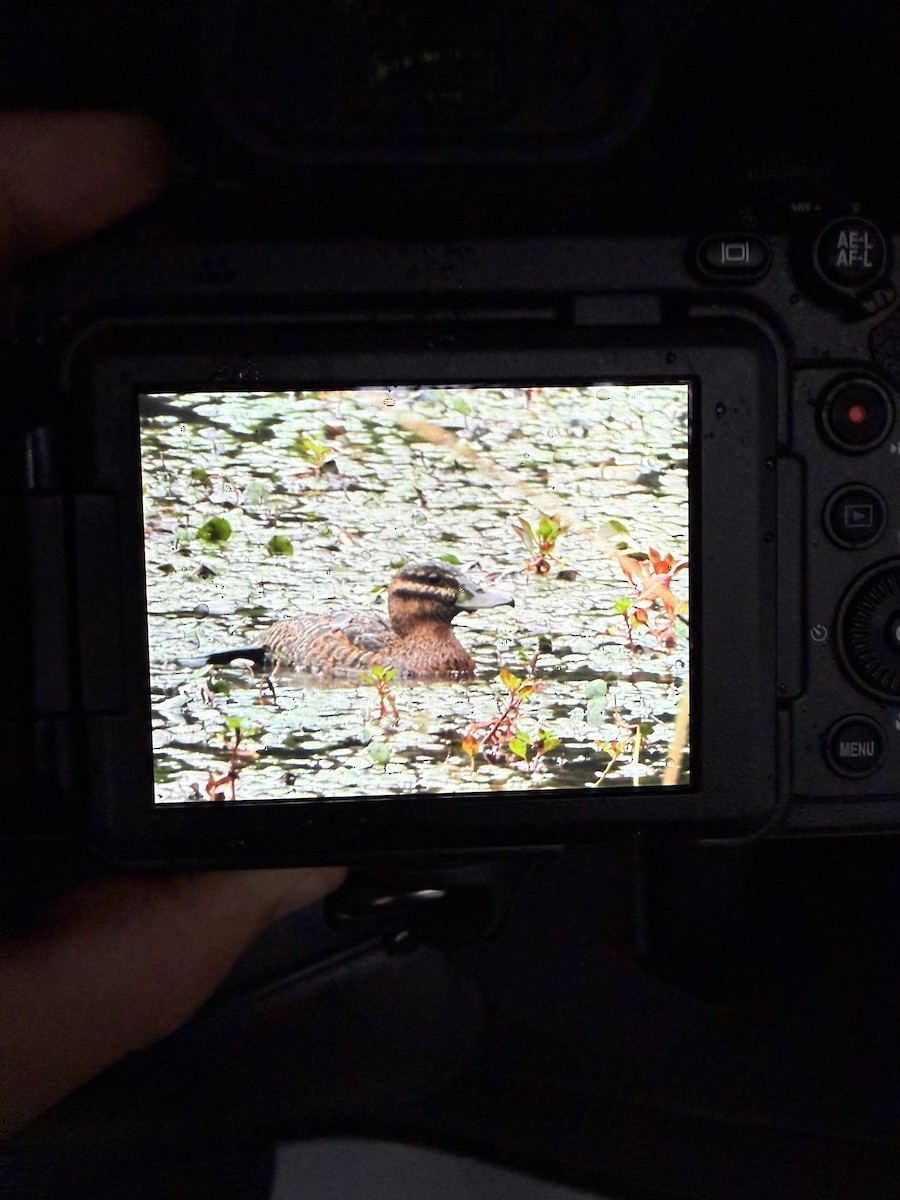 Masked Duck - ML646947852