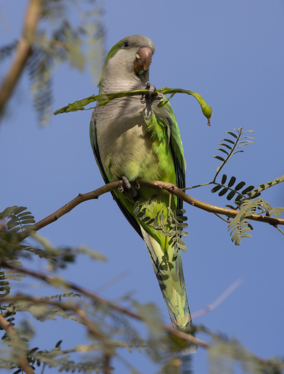 オキナインコ - ML646947853