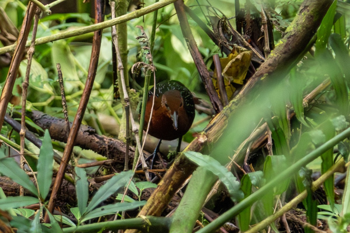 White-striped Forest Rail - ML646947855