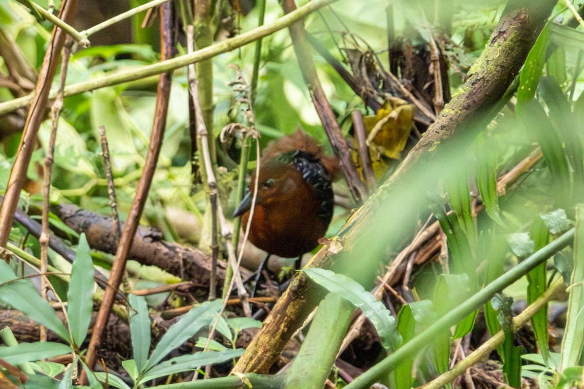 White-striped Forest Rail - ML646947856