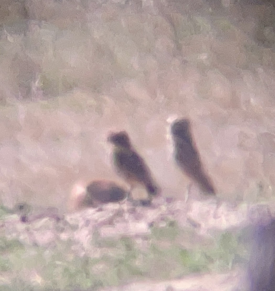 Burrowing Owl - ML646947861