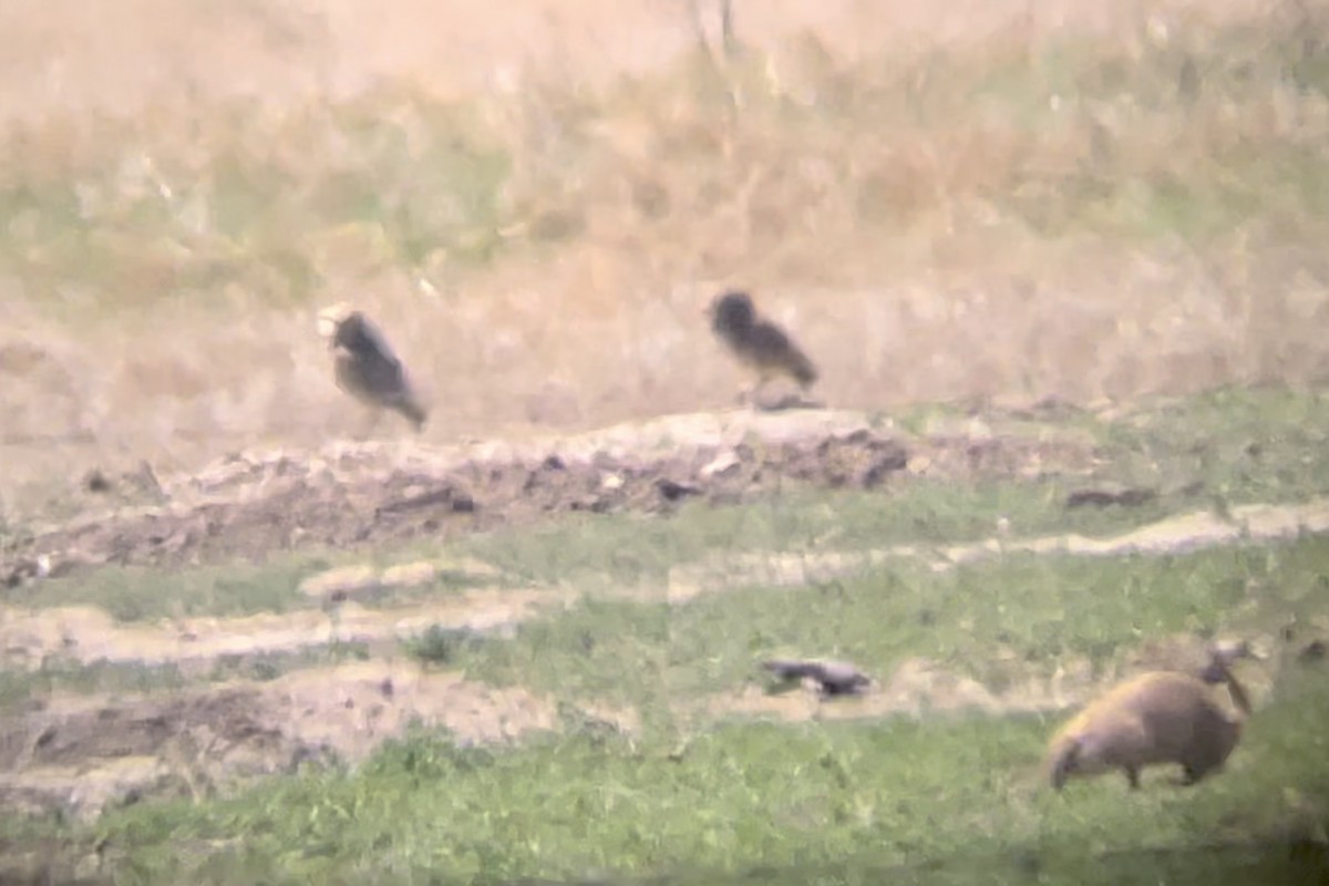 Burrowing Owl - ML646947862