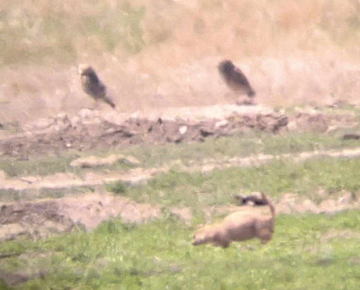 Burrowing Owl - ML646947863