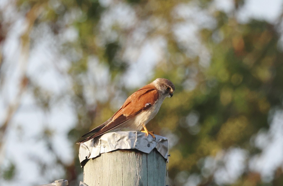 Nankeen Kestrel - ML646947868
