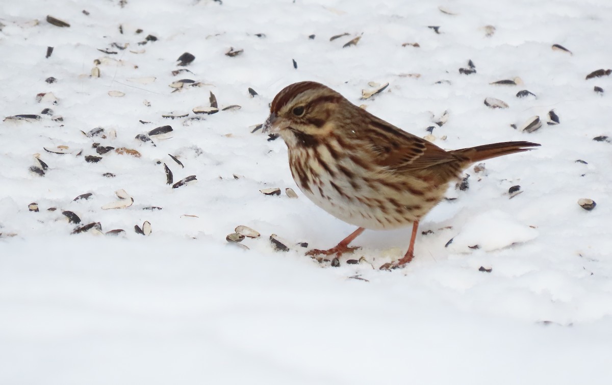 Певчая овсянка - ML646947874