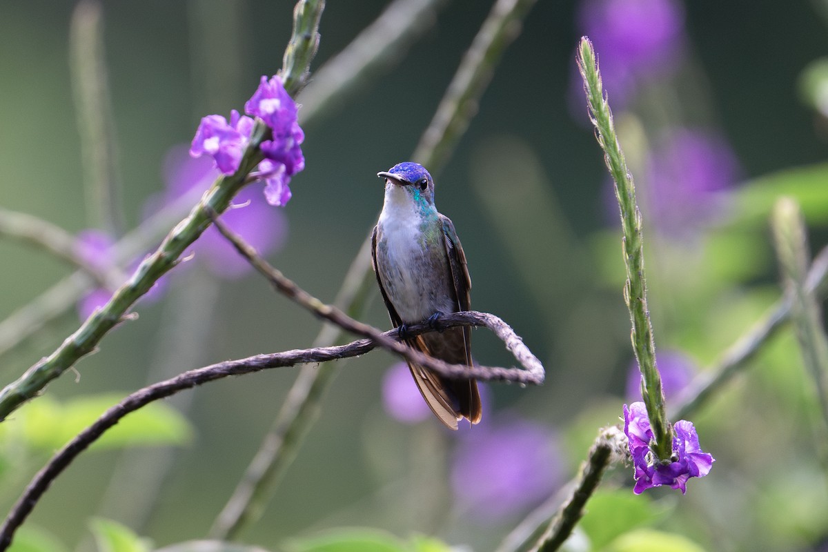 Синеголовая амазилия - ML646947875