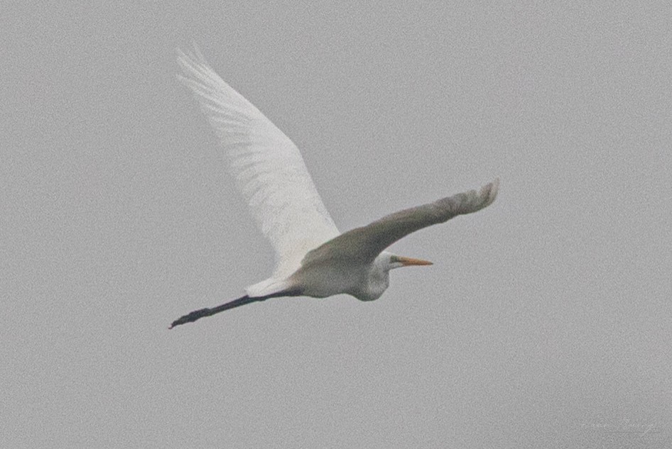 Great Egret - ML646947876