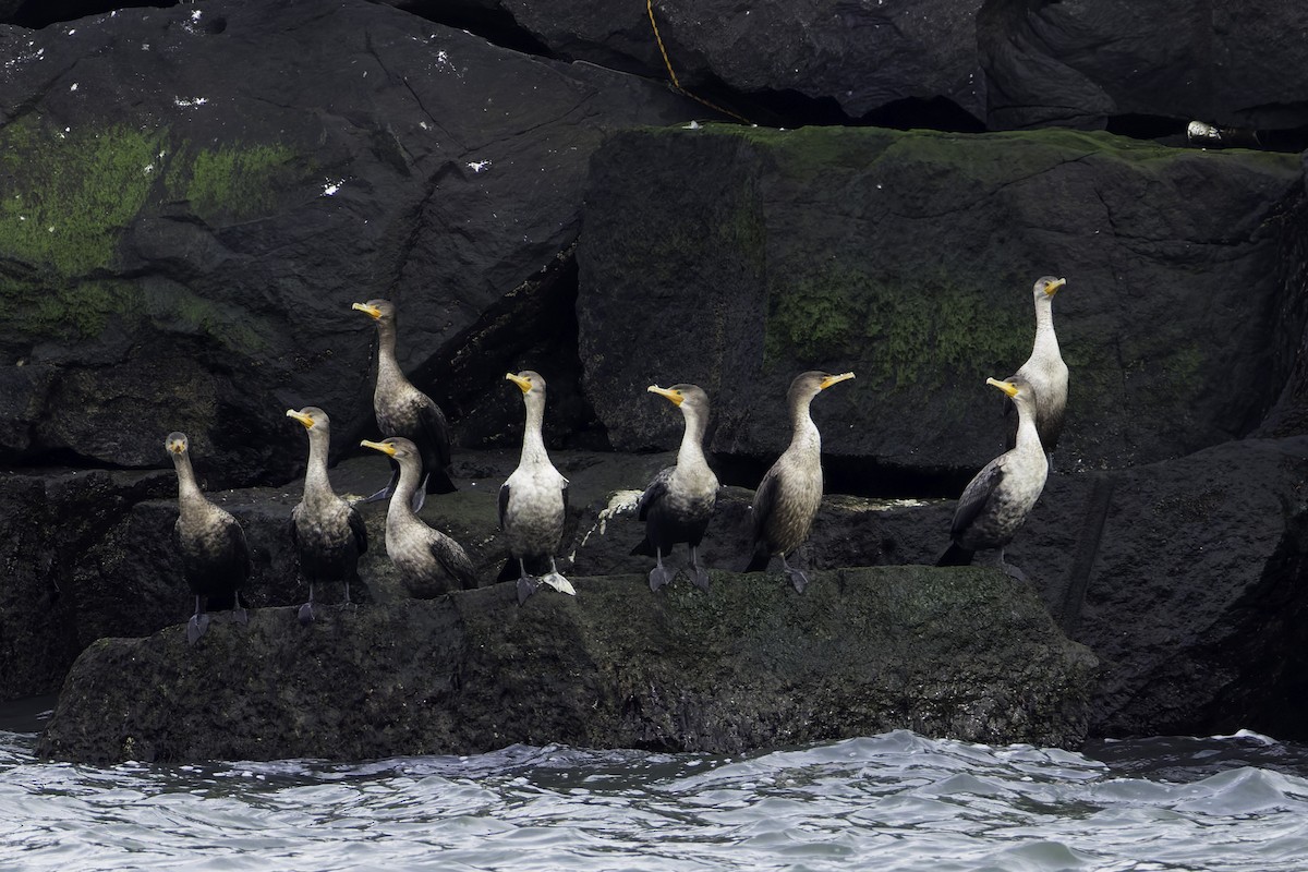 Ушастый баклан - ML646947882