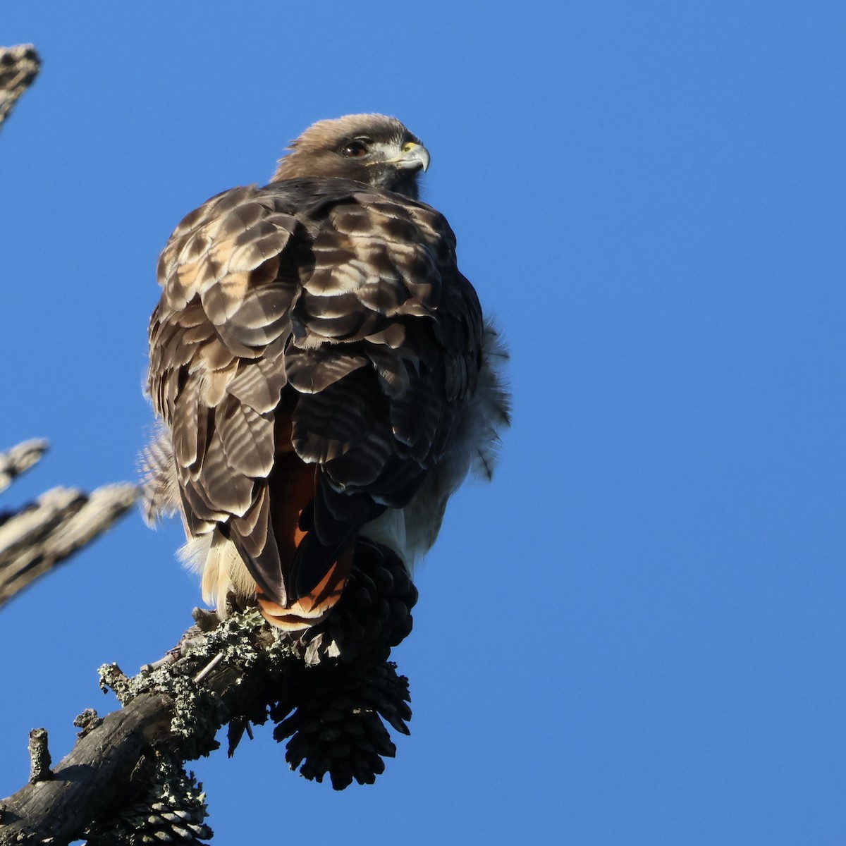 Red-tailed Hawk - ML646947884
