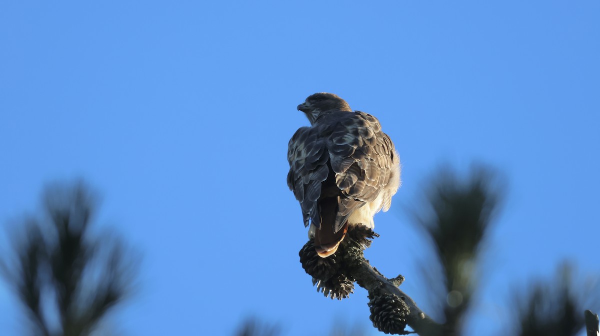 Red-tailed Hawk - ML646947886