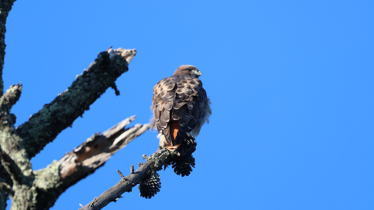 Red-tailed Hawk - ML646947887