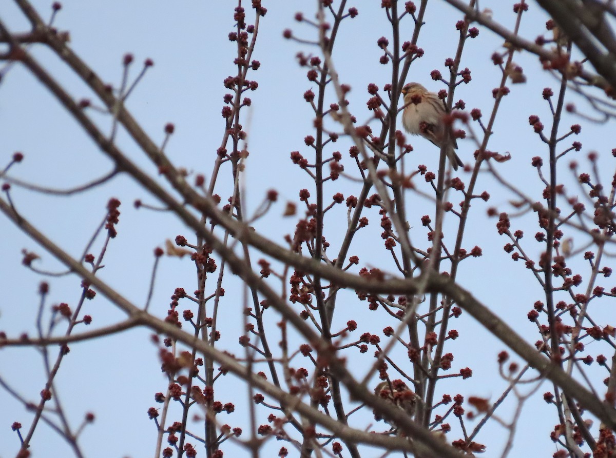 Pardillo Sizerín - ML646947889