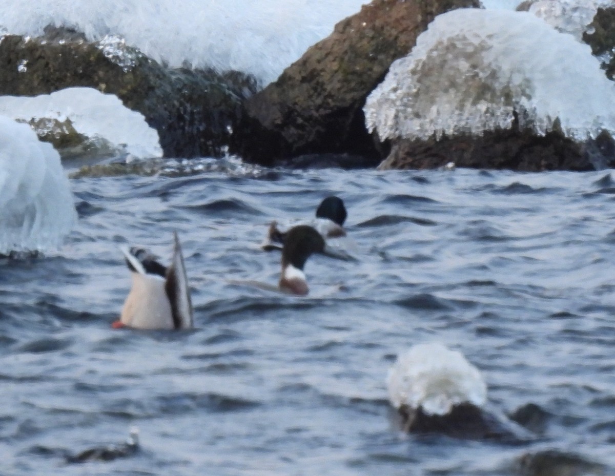 kachna divoká x ostralka štíhlá (hybrid) - ML646947890