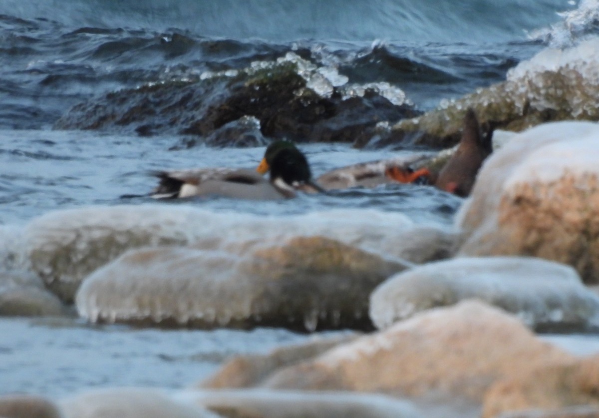 kachna divoká x ostralka štíhlá (hybrid) - ML646947891