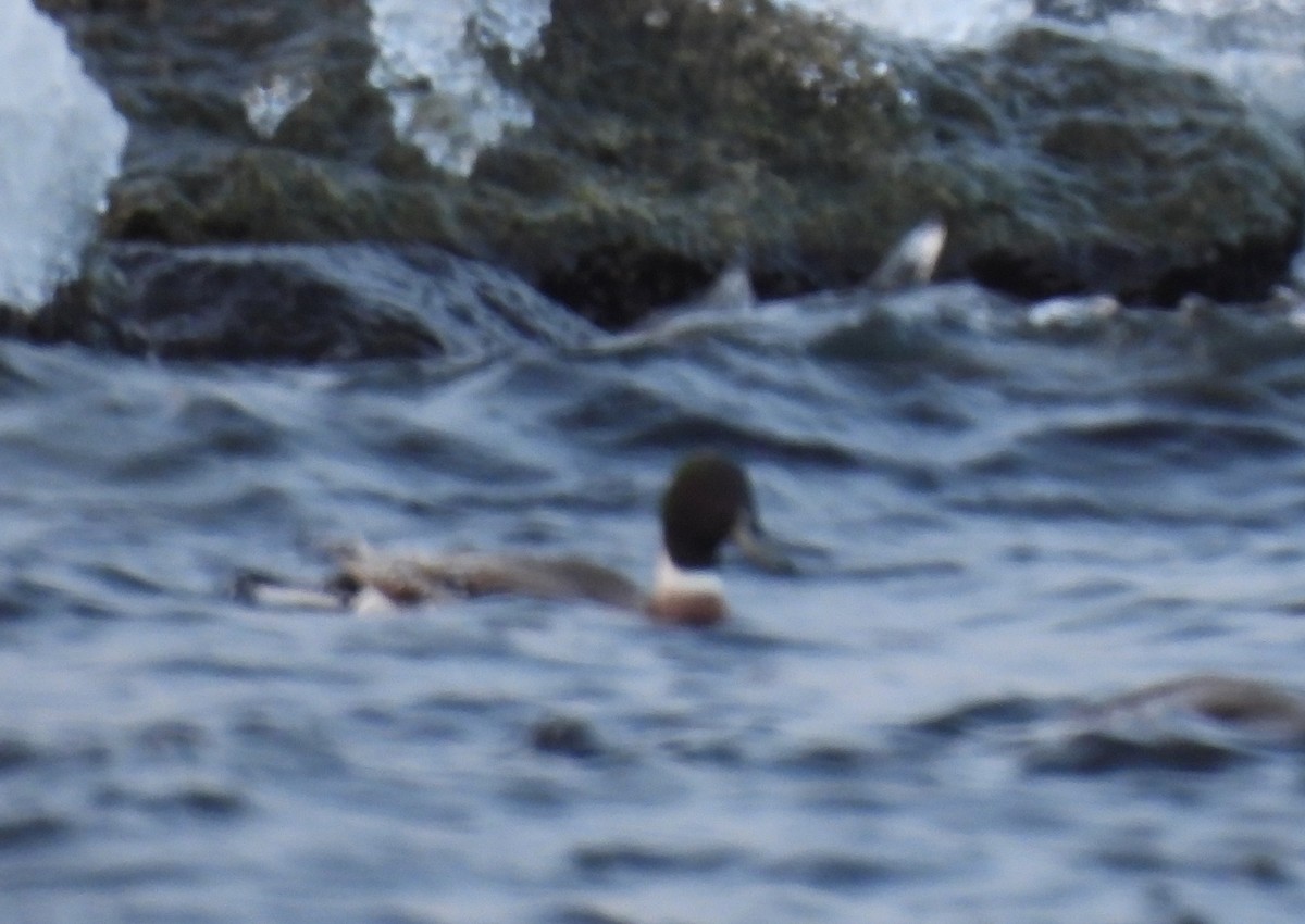 kachna divoká x ostralka štíhlá (hybrid) - ML646947892