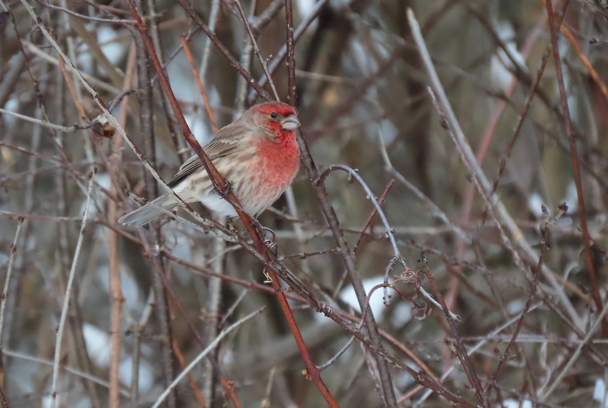 Roselin familier - ML646947896