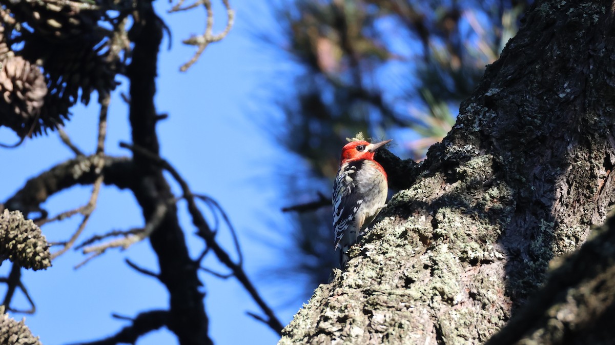 Red-breasted Sapsucker - ML646947898
