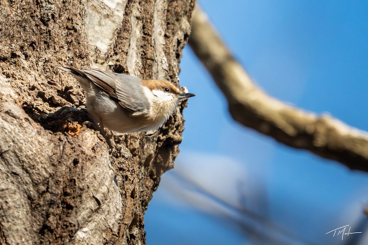 Brown-headed Nuthatch - ML646947901