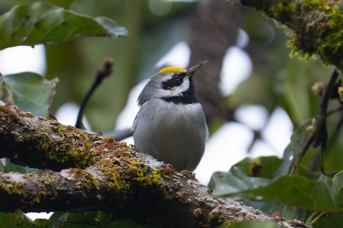 キンバネアメリカムシクイ - ML646947906