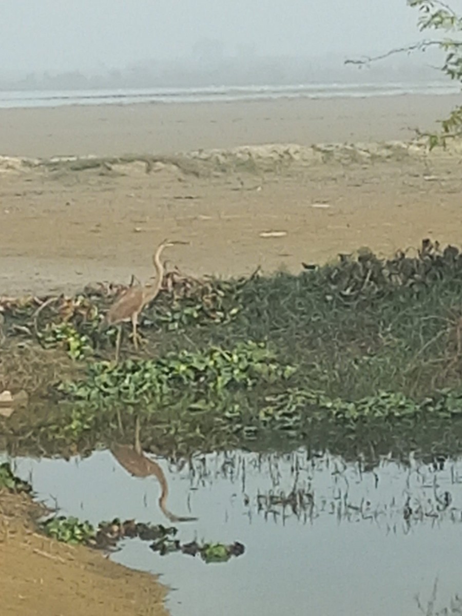 Purple Heron - ML646947912