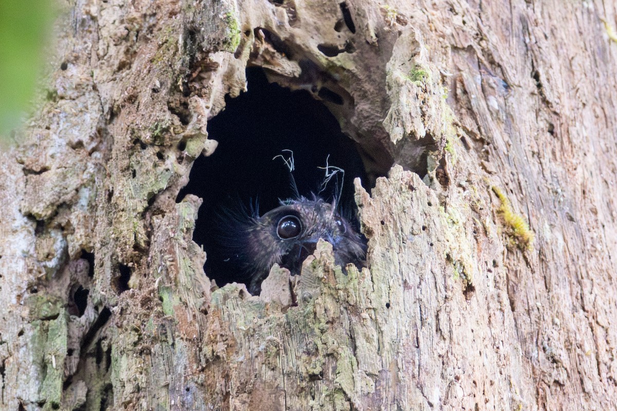 owlet-nightjar sp. - ML646947917