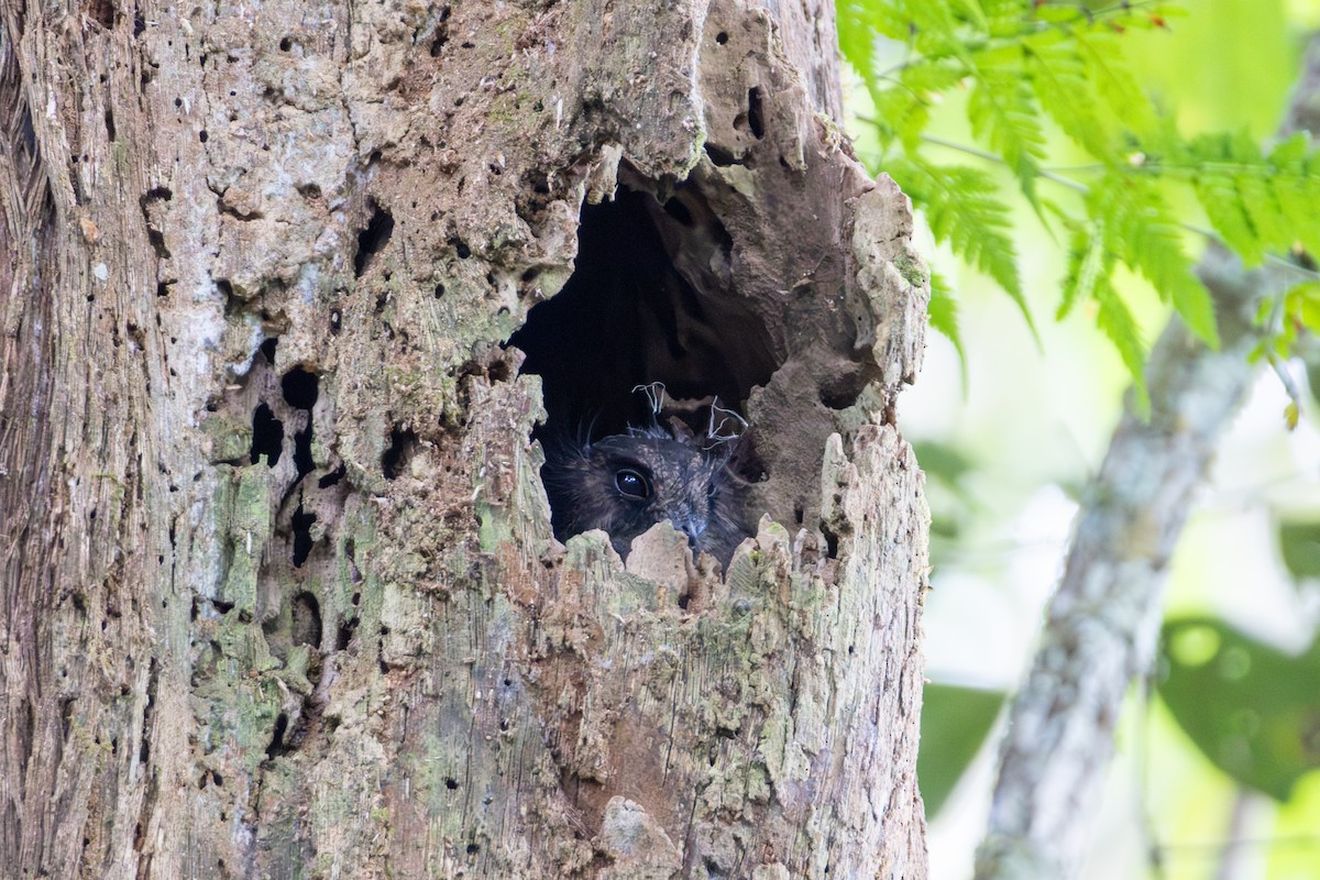 owlet-nightjar sp. - ML646947918