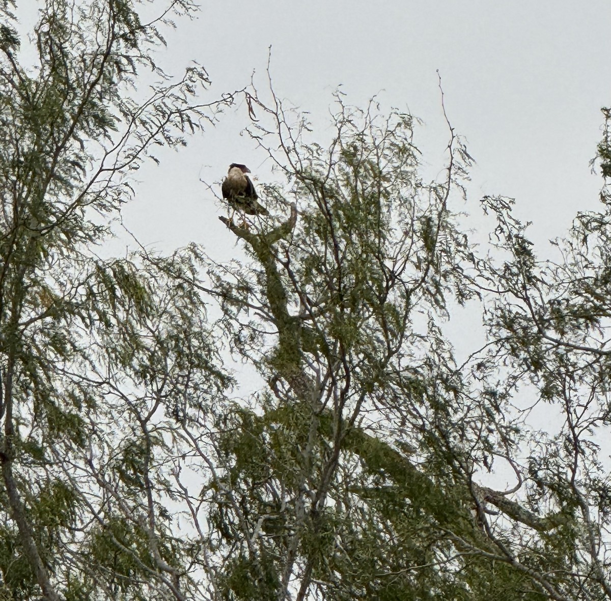 Crested Caracara - ML646947921