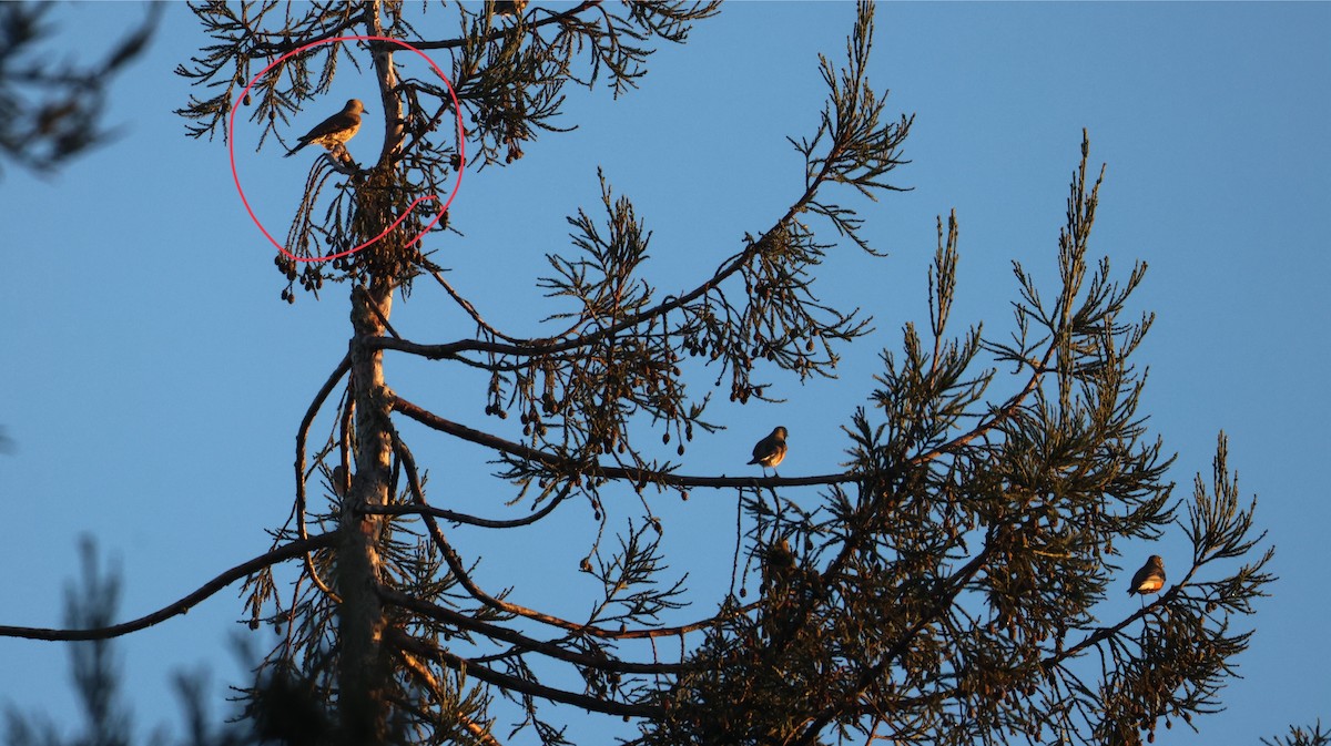 Northern Flicker - ML646947922