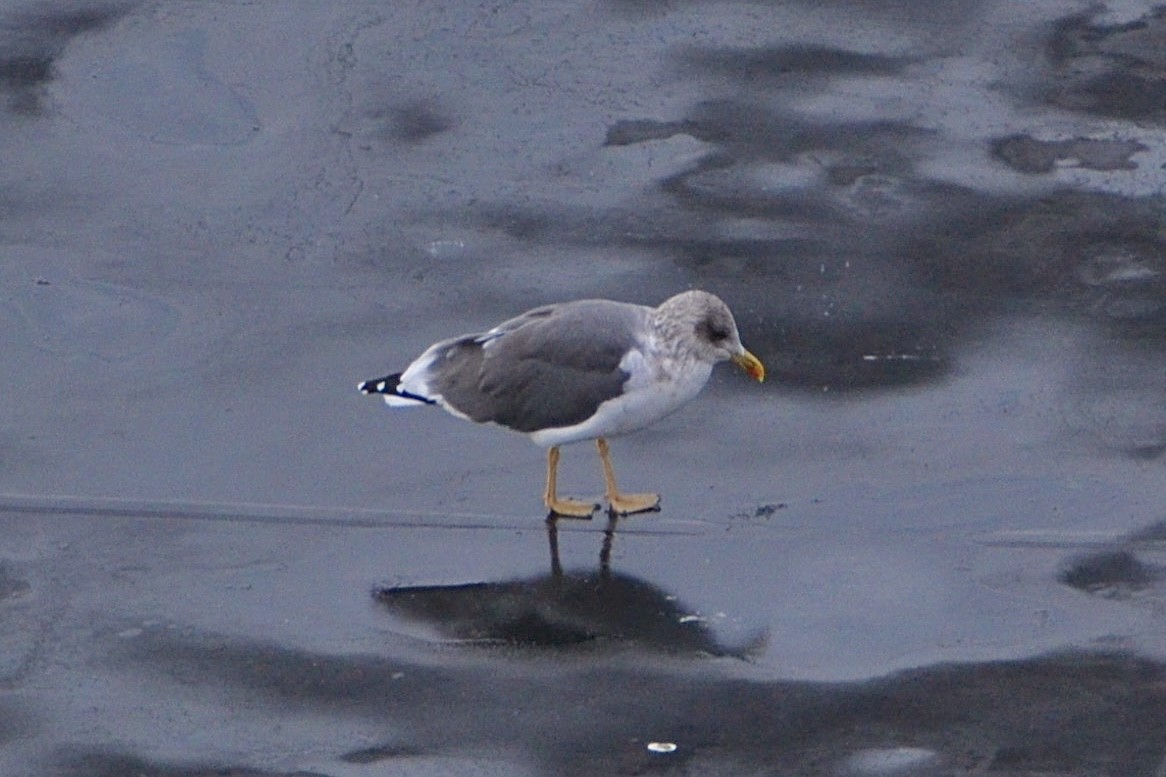 Zafferano - ML646947927