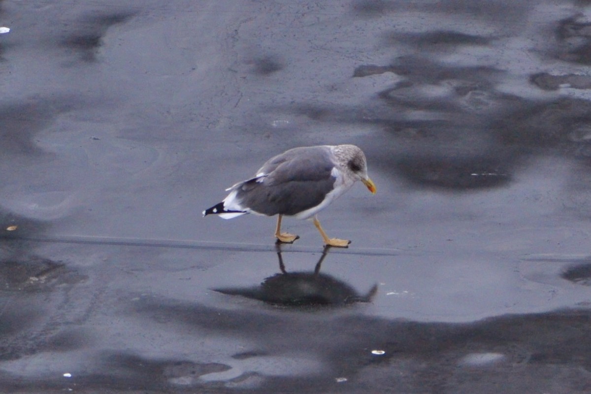 ニシセグロカモメ - ML646947928