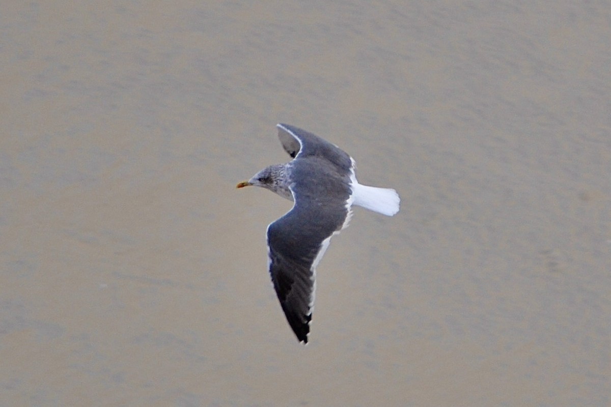 ニシセグロカモメ - ML646947930