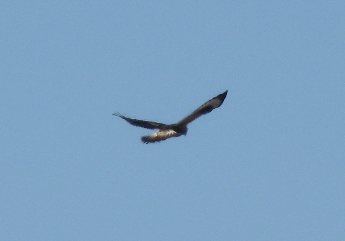 káně rousná - ML646947933