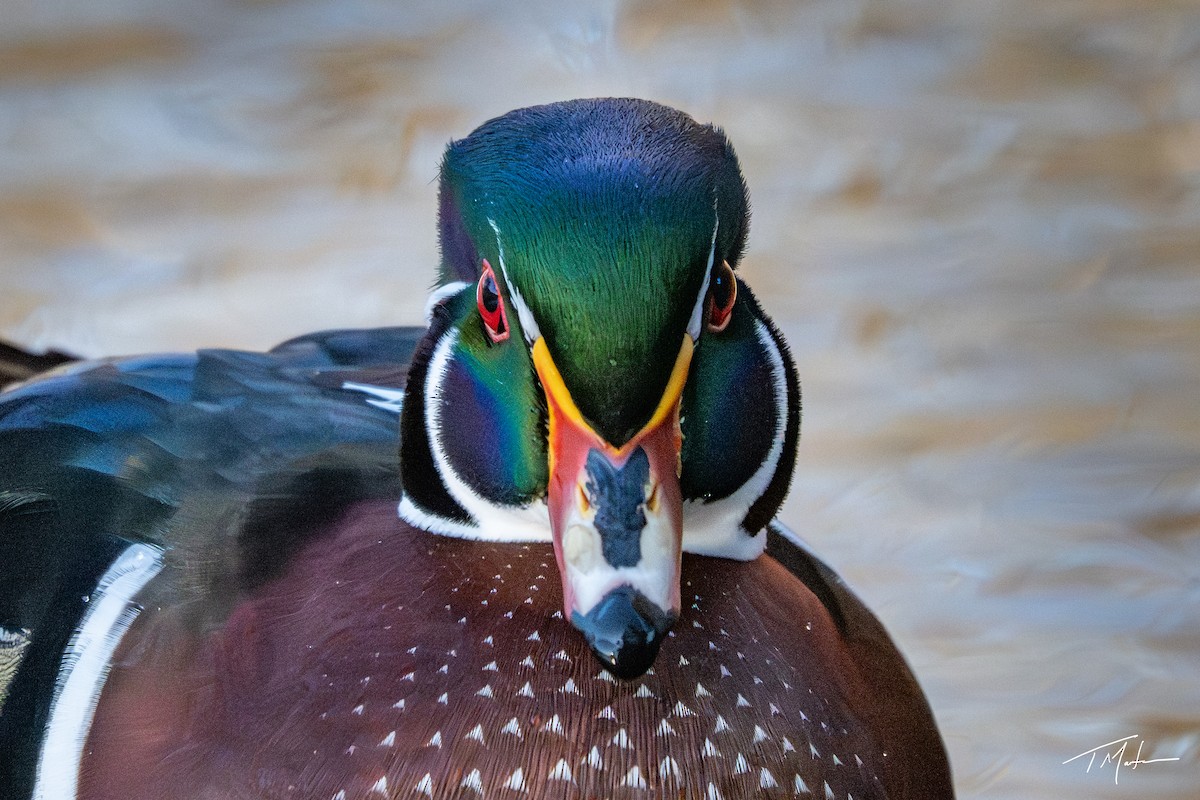 Canard branchu - ML646947934