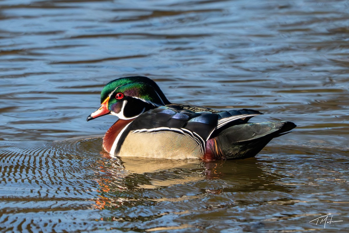 Canard branchu - ML646947935