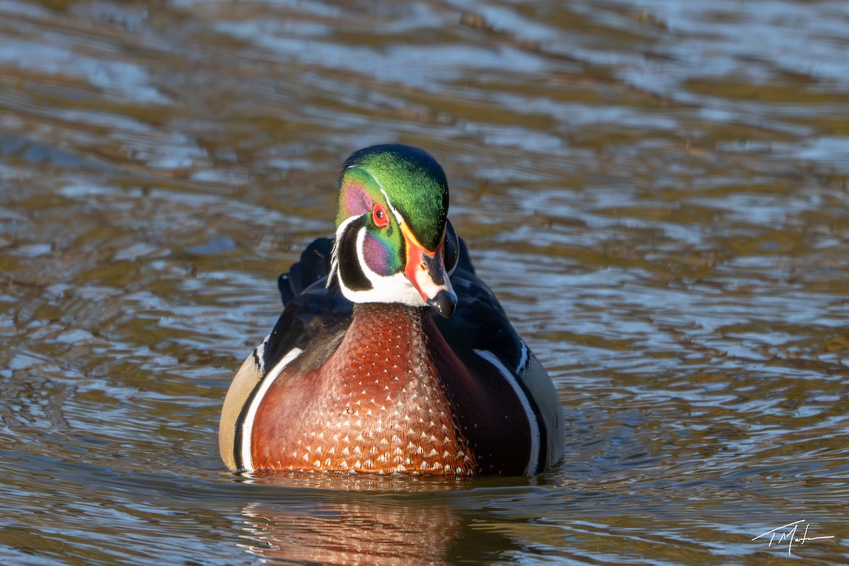 Canard branchu - ML646947936