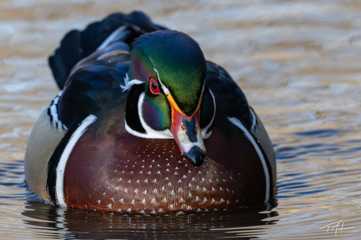 Canard branchu - ML646947937