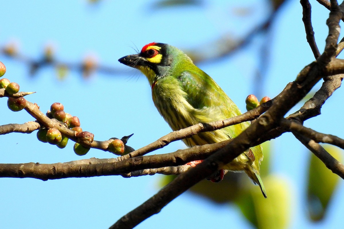 Coppersmith Barbet - ML646947938